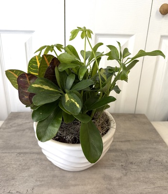 Ceramic Dish Garden 8 Inch from Aladdin's Floral in Idaho Falls